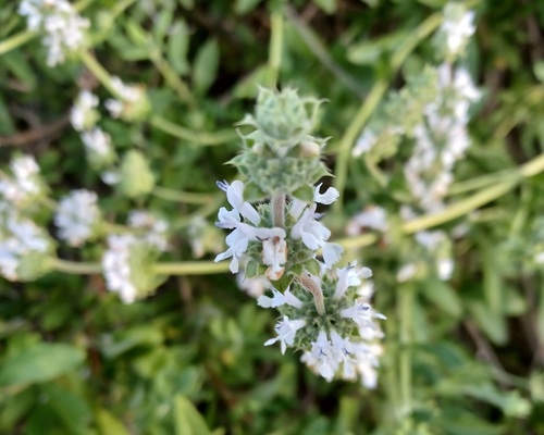 iNaturalist observation photo of black sage