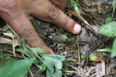 Leptodactylus leptodactyloides