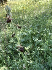 Ophrys sphegodes montenegrina