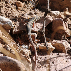 Aspidoscelis uniparens