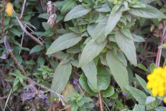 Stachys macraei
