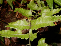 Aquatica ficta