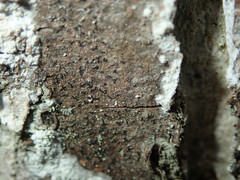 Pseudoschismatomma rufescens