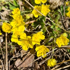 Potentilla incana