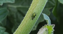 Aulacobaris cuprirostris