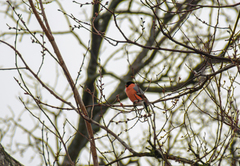 Pyrrhula pyrrhula