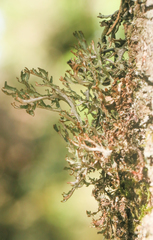 Platismatia stenophylla