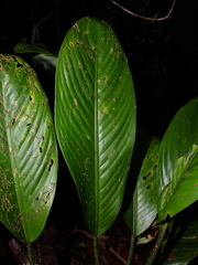 Dieffenbachia humilis
