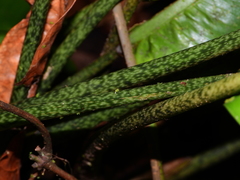 Dieffenbachia humilis
