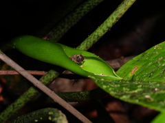 Dieffenbachia humilis