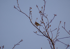 Fringilla coelebs