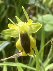 Ophrys lutea phryganae