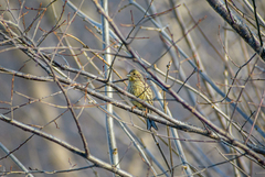 Emberiza citrinella