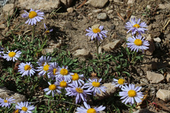 Erigeron ursinus