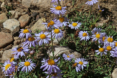 Erigeron ursinus