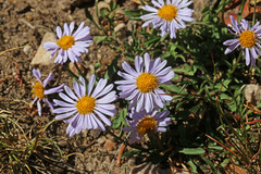 Erigeron ursinus