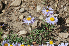 Erigeron ursinus