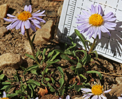 Erigeron ursinus