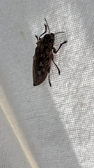 Chalcophora virginiensis