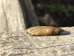 Cydalima perspectalis