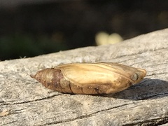 Cydalima perspectalis