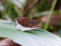 Tanaecia lepidea