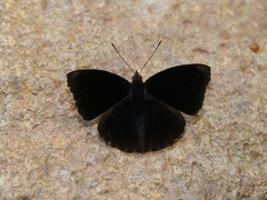 Rohana tonkiniana