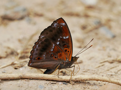Rohana tonkiniana