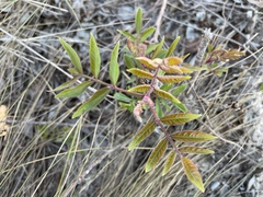 Rhus copallina image
