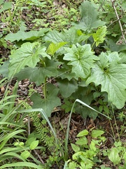 Arnoglossum reniforme