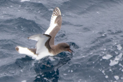 Thalassoica antarctica