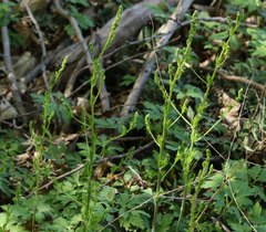Asparagus tenuifolius