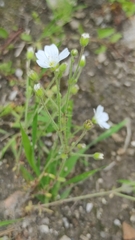 Arenaria hispanica
