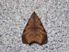 Ptyorhyncha argyresthis