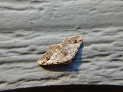 Macaria aequiferaria