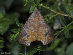 Ptyorhyncha argyresthis
