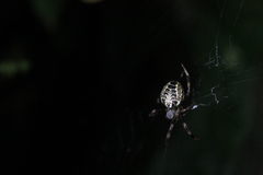 Araneus venatrix