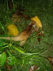 Cyclopes didactylus