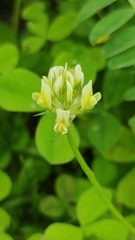 Astragalus boeticus