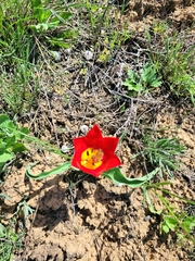 Tulipa suaveolens