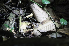 Leptodactylus didymus