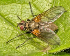 Macquartia grisea