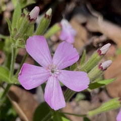 Silene caroliniana