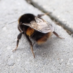 Bombus terrestris