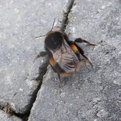 Bombus terrestris