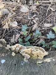 Fungi