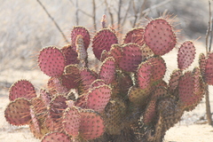 Opuntia gosseliniana