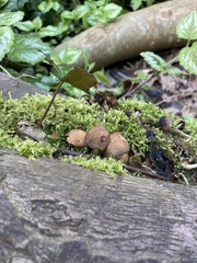 Fungi