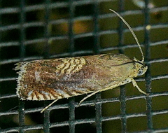 Grapholita tristrigana