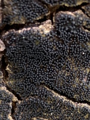 Melanommataceae